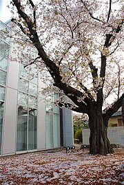 土屋眼科医院桜